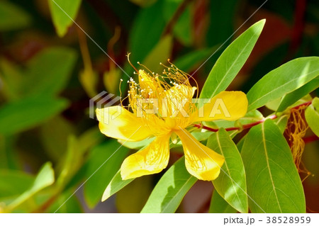 東京都三鷹市の植物 三鷹中原に咲くビヨウヤナギ 東京都三鷹市の植物 三鷹中原に咲くビヨウヤナギ 38528959