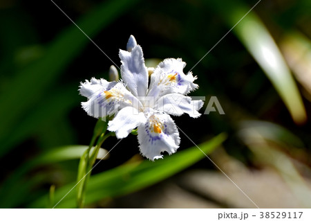東京都三鷹市の植物 三鷹中原に咲くシャガ 東京都三鷹市の植物 三鷹中原に咲くシャガ 38529117