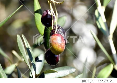 東京都三鷹市の植物 三鷹中原になるオリーブの実 38529121