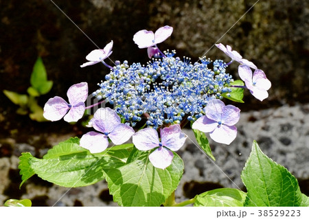 東京都三鷹市の植物 三鷹中原に咲くガクアジサイ 38529223