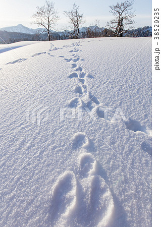 新潟県長岡市 美しい新雪に続くウサギの足跡 新潟県長岡市 美しい新雪に続くウサギの足跡 38529235