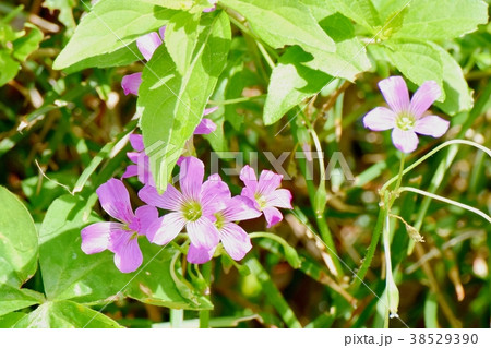 東京都三鷹市の植物 三鷹中原に咲くムラサキカタバミ 38529390