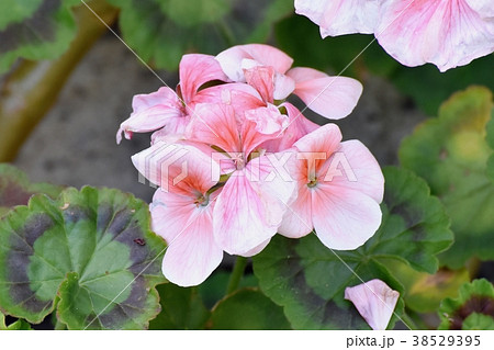 東京都三鷹市の植物 三鷹中原に咲くピンクのゼラニウム 38529395