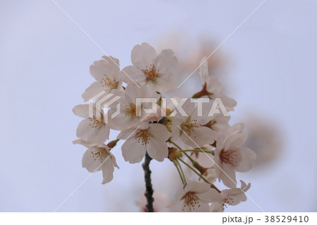 桜 クローズアップ 桜 クローズアップ 38529410