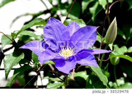 東京都三鷹市の植物 三鷹中原に咲くクレマチス 東京都三鷹市の植物 三鷹中原に咲くクレマチス 38529476