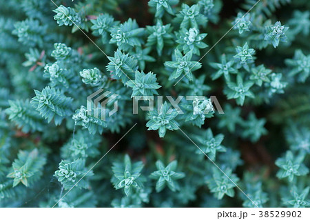 沼檜　レッドスター　色づく前の姿 38529902