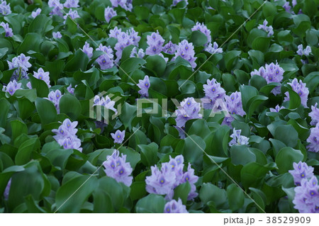 布袋葵　ウォーターヒアシンス　花言葉は「恋の愉しみ」 38529909