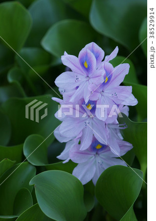 布袋葵　ウォーターヒアシンス　花言葉は「恋の愉しみ」 38529914