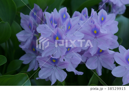 布袋葵　ウォーターヒアシンス　花言葉は「恋の愉しみ」 38529915