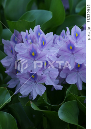 布袋葵　ウォーターヒアシンス　花言葉は「恋の愉しみ」 38529916