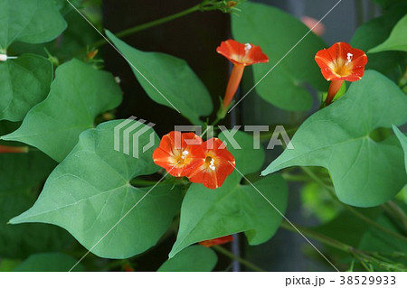 丸葉縷紅草 マルバルコウソウ 花言葉は 常に愛らしい の写真素材