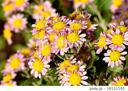 東京都三鷹市の植物 三鷹中原に咲くピンクのスプレーギク 38531595