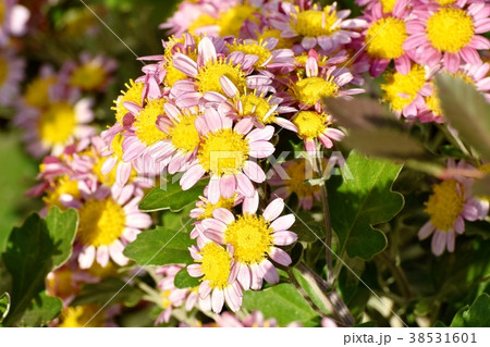 東京都三鷹市の植物 三鷹中原に咲くピンクのスプレーギク 38531601