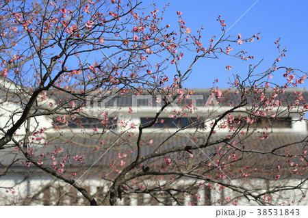 足立区立郷土博物館の春 38531843