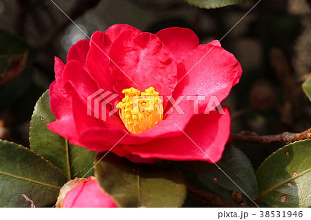 山茶花 山茶花 38531946