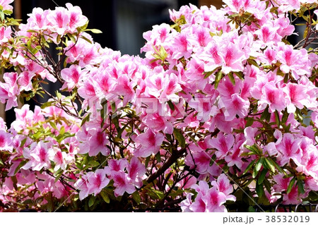 東京都三鷹市の植物 三鷹中原に咲くヒラドツツジ 38532019