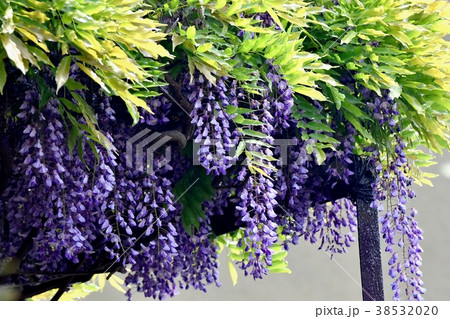 東京都三鷹市の植物 三鷹中原に咲くフジ(藤)の花 38532020