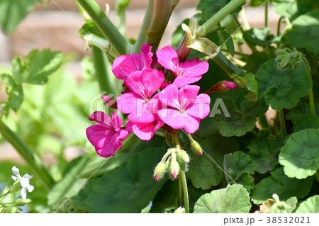 東京都三鷹市の植物 三鷹中原に咲くゼラニウム 38532021