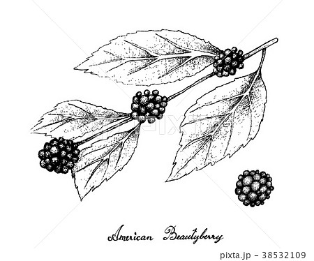 American Beautyberry on White Background 38532109
