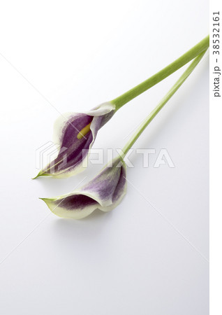 紫色のカラー 38532161