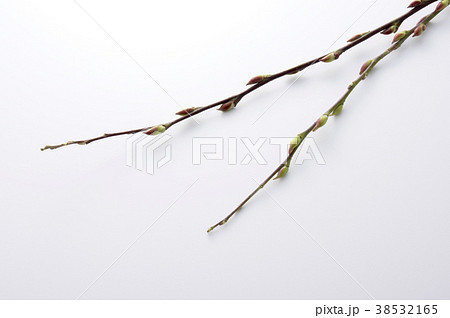 アカメヤナギ アカメヤナギ 38532165