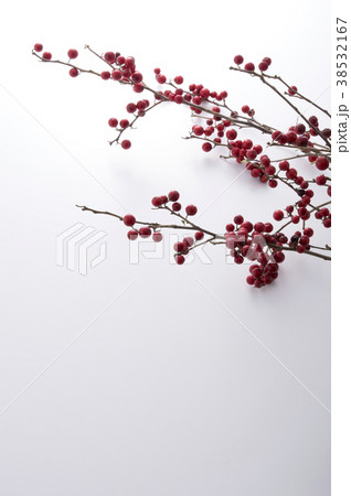 ウメモドキ ウメモドキ 38532167