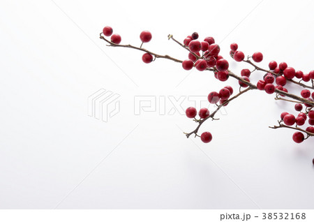 ウメモドキ 38532168