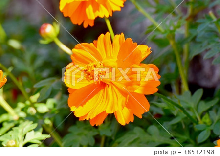 東京都三鷹市の植物 三鷹中原に咲くキバナコスモス 38532198