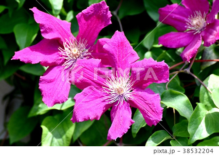 東京都三鷹市の植物 三鷹中原に咲くクレマチス 東京都三鷹市の植物 三鷹中原に咲くクレマチス 38532204