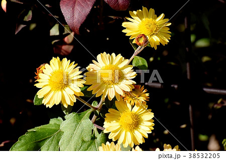 東京都三鷹市の植物 三鷹中原に咲くスプレーギク 38532205