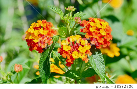 東京都三鷹市の植物 三鷹中原に咲くランタナ 38532206