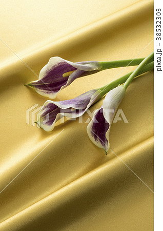 金色のサテンと紫色のカラーの写真素材