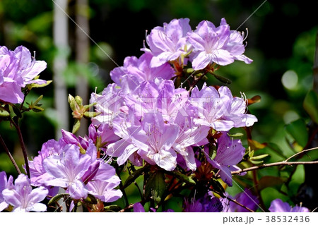 東京都三鷹市の植物 三鷹中原に咲くツツジ 38532436