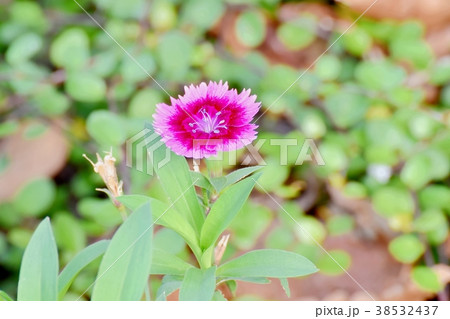 東京都三鷹市の植物 三鷹中原に咲くナデシコ 38532437