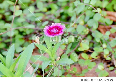 東京都三鷹市の植物 三鷹中原に咲くナデシコ 東京都三鷹市の植物 三鷹中原に咲くナデシコ 38532439
