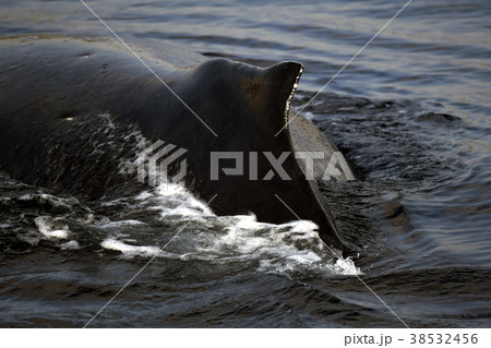ザトウクジラ 座頭鯨 Megaptera novaeangliae Humpback Whaleの ザトウクジラ 座頭鯨 Megaptera novaeangliae Humpback Whaleの
