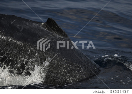 ザトウクジラ　座頭鯨　Megaptera novaeangliae　Humpback Whale 38532457