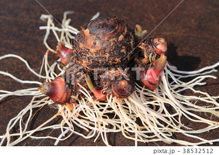 ２月に掘った里芋（セレベス） 38532512