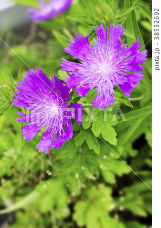 ストケシアの花 38532692