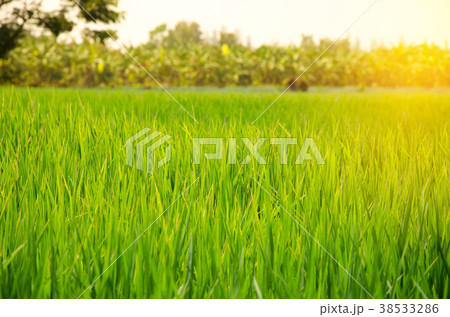 Rice field 38533286