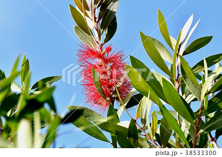 東京都三鷹市の植物 三鷹中原に咲くブラシノキの花 東京都三鷹市の植物 三鷹中原に咲くブラシノキの花 38533300