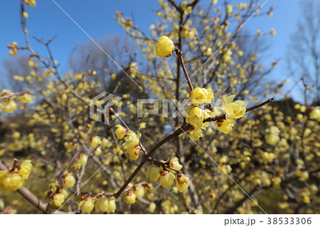 馬見丘陵公園の蝋梅 38533306
