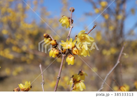 馬見丘陵公園の蝋梅 38533313
