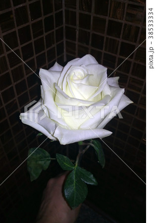 Rose White Flower 38533334