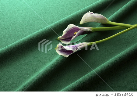緑色の縮緬と紫色のカラーの写真素材
