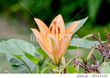 東京都三鷹市の植物 三鷹中原に咲くスカシユリ 東京都三鷹市の植物 三鷹中原に咲くスカシユリ 38533520