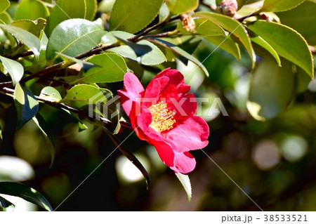 東京都三鷹市の植物 三鷹中原に咲くサザンカ 東京都三鷹市の植物 三鷹中原に咲くサザンカ 38533521