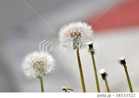 東京都三鷹市の植物 三鷹中原に咲くセイヨウタンポポの冠毛 東京都三鷹市の植物 三鷹中原に咲くセイヨウタンポポの冠毛 38533522