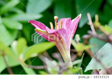 東京都三鷹市の植物 三鷹中原に咲くスカシユリ 東京都三鷹市の植物 三鷹中原に咲くスカシユリ 38533525