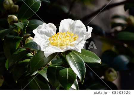 東京都三鷹市の植物 三鷹中原に咲く白いサザンカ 38533526